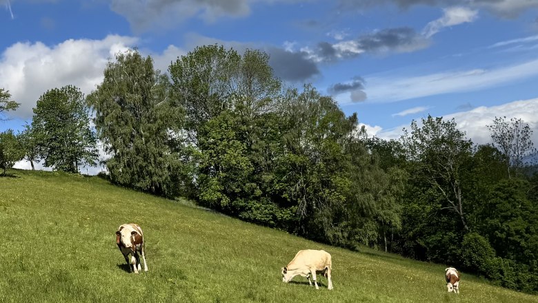 Ferienwohnung Koglhof, © Andrea Tauchner/Koglhof Drei Kühe grasen auf einer grünen Wiese vor einem Hintergrund aus Bäumen und blauem Himmel mit Wolken.