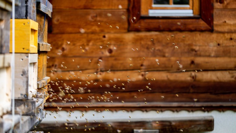 Bienen fliegen aus einem Bienenstock vor einer Holzwand.