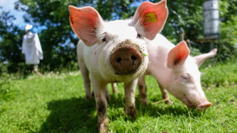 Zwei Ferkel auf einer grünen Wiese, eines schaut neugierig in die Kamera.
