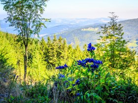 sauruecken-blick-stcorona, &copy; Wiener Alpen in Nieder&ouml;sterreich - Wechsel