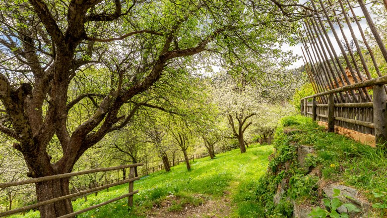 Gr&uuml;ne Landschaft mit B&auml;umen und Holzzaun.