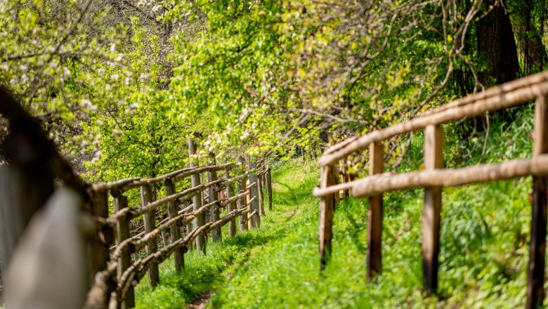 Schmaler Pfad mit Holzz&auml;unen ges&auml;umt auf einer gr&uuml;nen Wiese, umgeben von B&auml;umen.