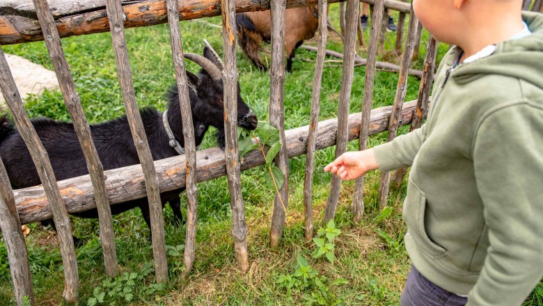 Ein Kind f&uuml;ttert eine schwarze Ziege durch einen Holzzaun mit Bl&auml;ttern.