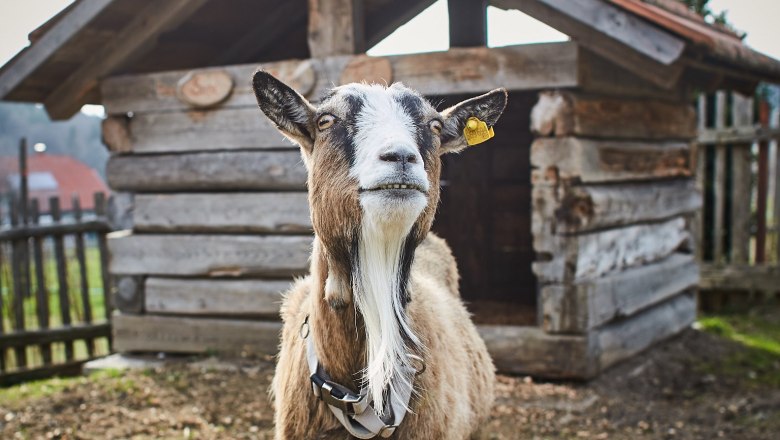 Eine Ziege steht vor einem kleinen Holzstall auf einem Bauernhof.