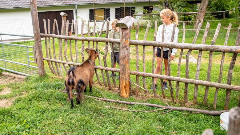 Zwei Kinder stehen hinter einem Holzzaun und schauen auf eine Zwergziege auf einer Wiese.