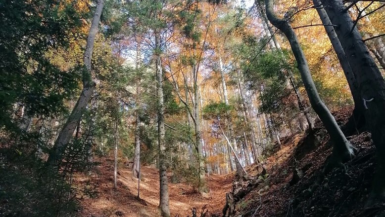 Den Wald erleben mit allen Sinnen, &copy; Verein Waldsport, Leopold Treitler