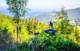 sauruecken-blick-stcorona, &copy; Wiener Alpen in Nieder&ouml;sterreich - Wechsel