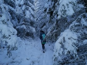 Durch den winterlichen Wald mit Schneeschuhen, &copy; Wiener Alpen in Nieder&ouml;sterreich - Wechsel
