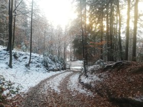 Waldweg hinauf zur Oase, © Wiener Alpen in Niederösterreich - Wechsel