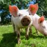 Zwei Ferkel auf einer grünen Wiese, eines schaut neugierig in die Kamera.