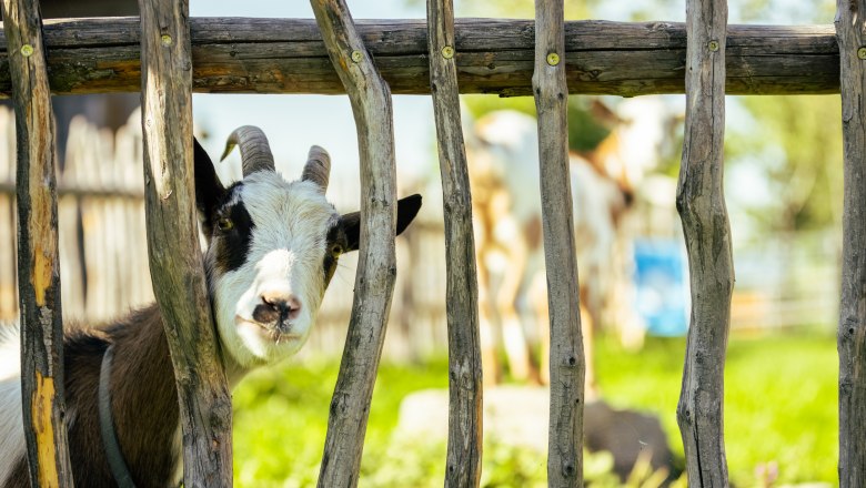 Eine Ziege schaut durch einen Holzzaun in einer gr&uuml;nen Umgebung.
