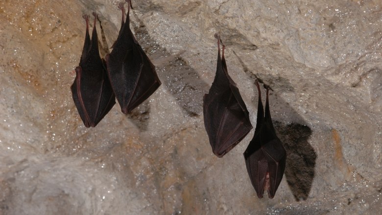 Fledermäuse hängen kopfüber an einer Höhlendecke.