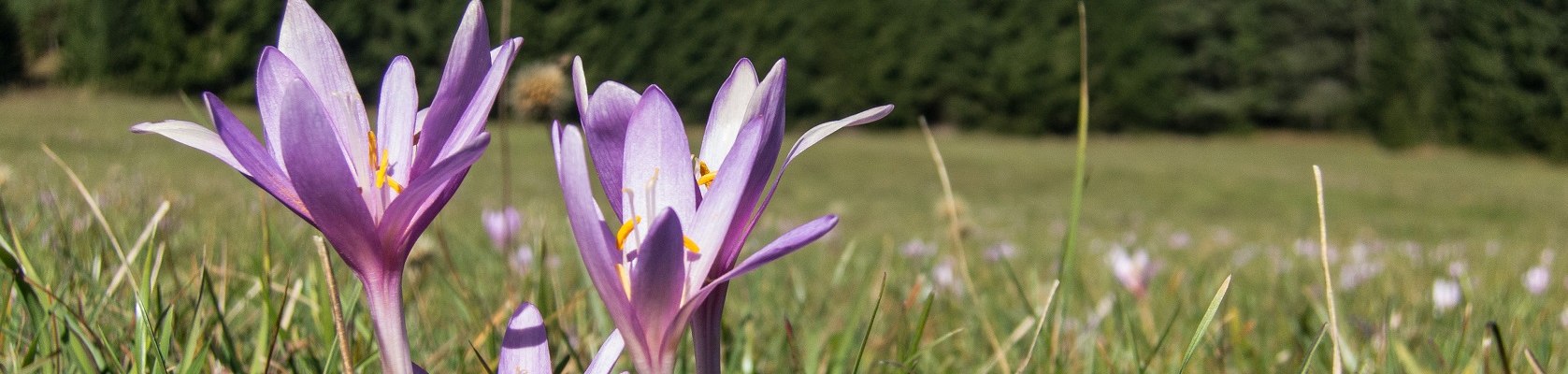 Frühlingserwachen am Wechsel, © Wiener Alpen, Andreas Kranzmayer