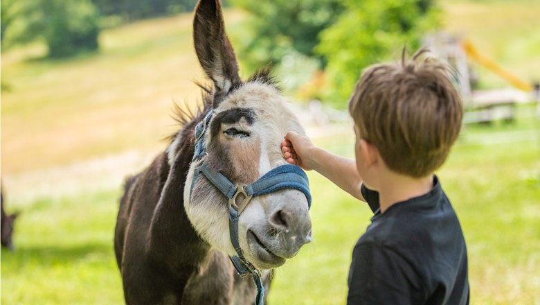 Ein Junge streichelt einen Esel auf einer Wiese.