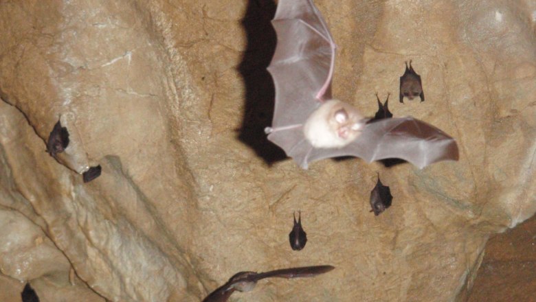 Fledermäuse fliegen in einer Höhle.