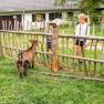 Zwei Kinder stehen hinter einem Holzzaun und schauen auf eine Zwergziege auf einer Wiese.