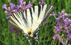 Ein Schmetterling mit schwarz-wei&szlig;en Streifen sitzt auf lila Lavendelbl&uuml;ten.
