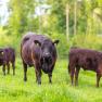 Drei Angusrinder auf einer gr&uuml;nen Wiese, umgeben von B&auml;umen.