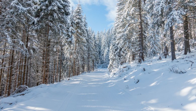Verschneite Waldlandschaft mit einer Langlaufloipe in der Mitte.