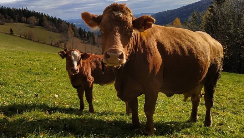 Zwei Kühe auf einer grünen Weide mit Hügeln und Bäumen im Hintergrund.