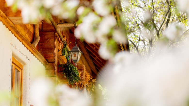 Blick durch bl&uuml;hende Zweige auf traditionelles Haus mit Holz, wei&szlig;er Fassade und Laterne.