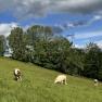 Drei K&uuml;he grasen auf einer gr&uuml;nen Wiese vor einem Hintergrund aus B&auml;umen und blauem Himmel mit Wolken.