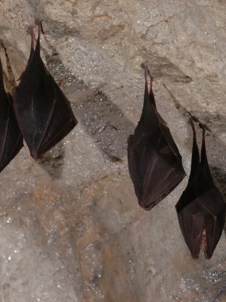 Die schlafende Population der Hermannshöhle, © Hermannshöhle