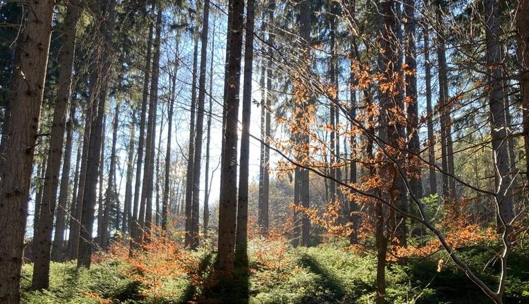 Ein sonnendurchfluteter Wald mit hohen Bäumen und orangefarbenem Laub.