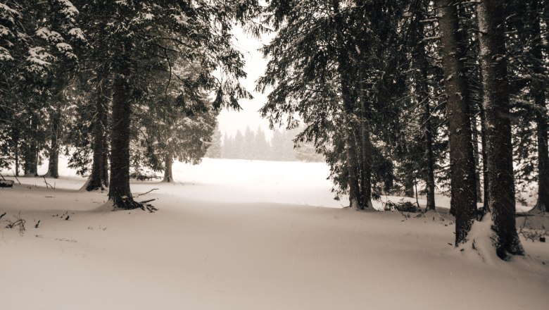 Verschneiter Waldweg im Winter mit Bäumen und Schnee bedecktem Boden.