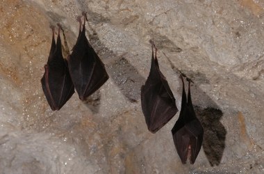 Hermannshöhle, © Hermannshöhle