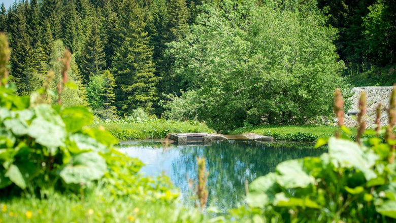Ein Naturteich umgeben von gr&uuml;ner Vegetation und einem Wald im Hintergrund.