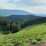 Gr&uuml;ne H&uuml;gellandschaft mit Wald und Bergen im Hintergrund unter blauem Himmel.