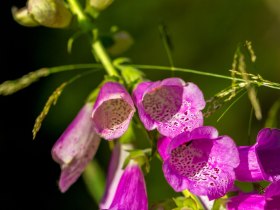 Aufmerksame Wanderer k&ouml;nnen sich einer Vielzahl an Pflanzen erfreuen, &copy; Wiener Alpen in Nieder&ouml;sterreich - Wechsel